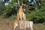 MALINOIS 018